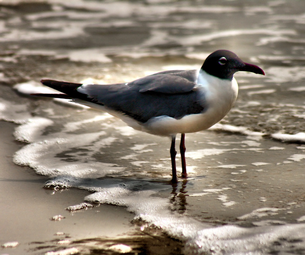 Laughing Gull