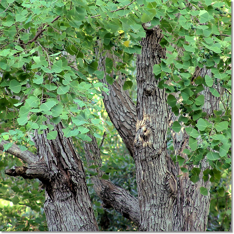 This Old Tree Still Stands Tall and Proud