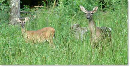 Deer Watching Us!