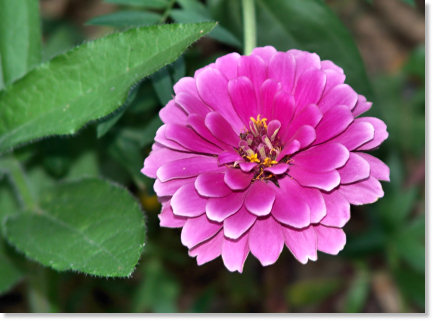Beautiful Deep Pink Flower