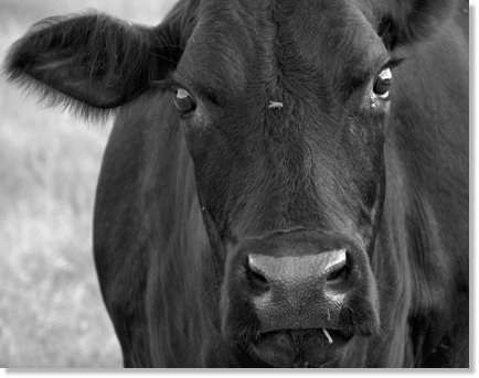 Black Angus Cow with Fly on Her Face