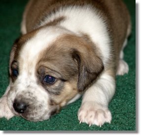 Grumpy at 3 1/2 Weeks Old