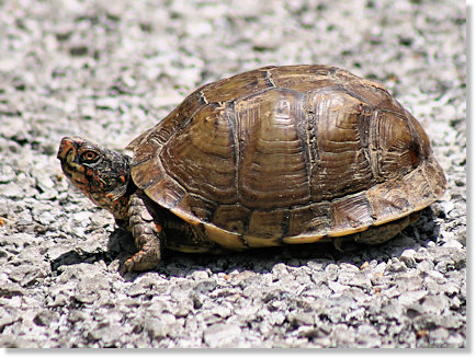 Turtle in the road