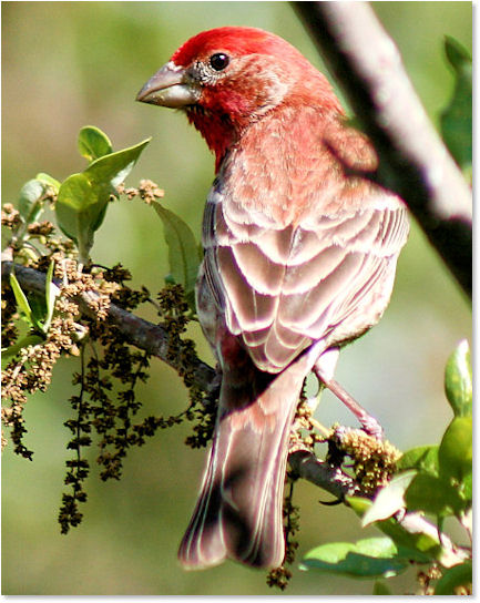 Stunning Red Finch