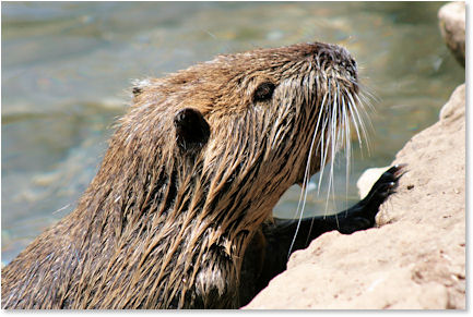 This river rat (Nutria) is really fighting for some attention here!