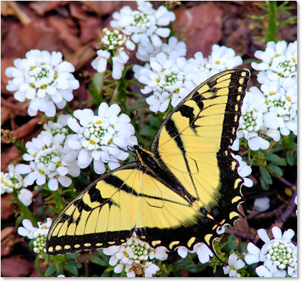 Spring Butterfly